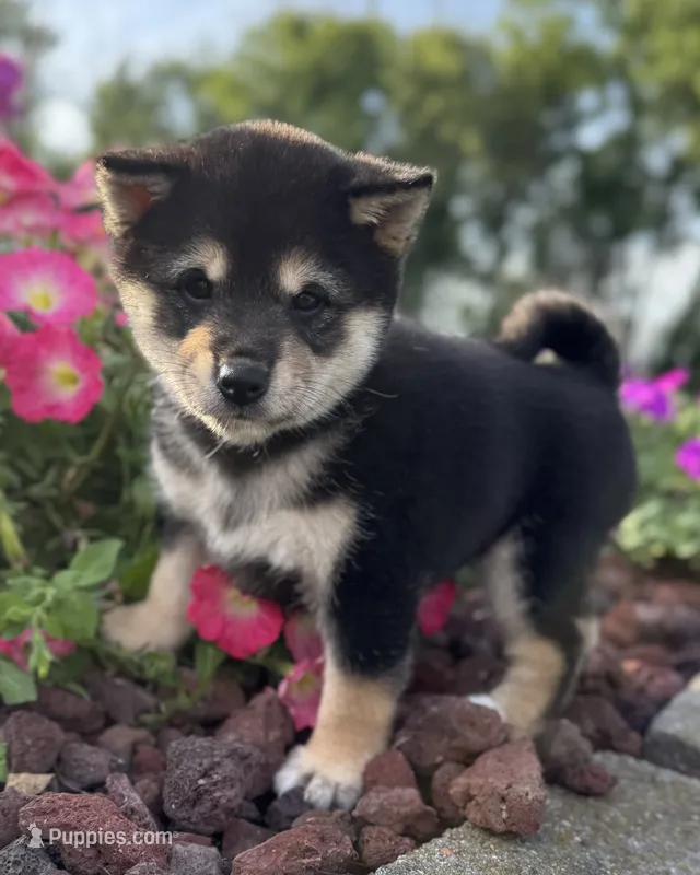 Jazzy – Shiba Inu puppy for sale in Sioux Falls, SD