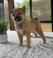 Twyla, a female Shiba Inu for sale in Sioux Falls, SD – 4 of 4