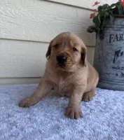 Jack, a male Golden Retriever for sale in Sioux Falls, SD – 4 of 6