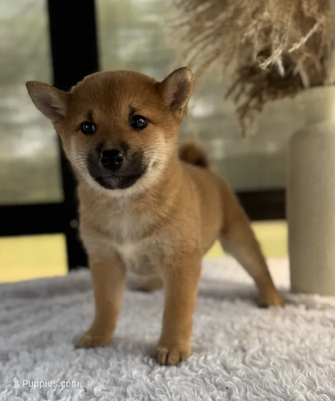 Dotti – Shiba Inu puppy for sale in Sioux Falls, SD