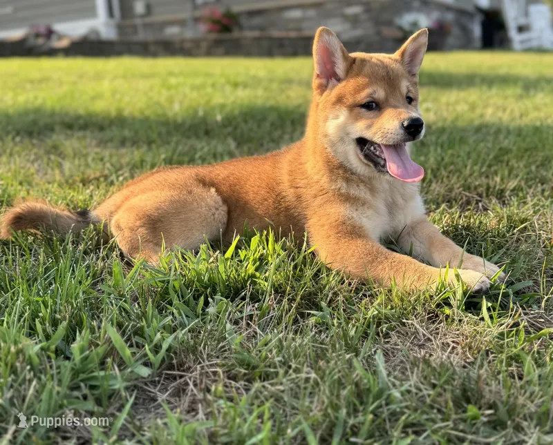 Levi – Shiba Inu puppy for sale in Sioux Falls, SD