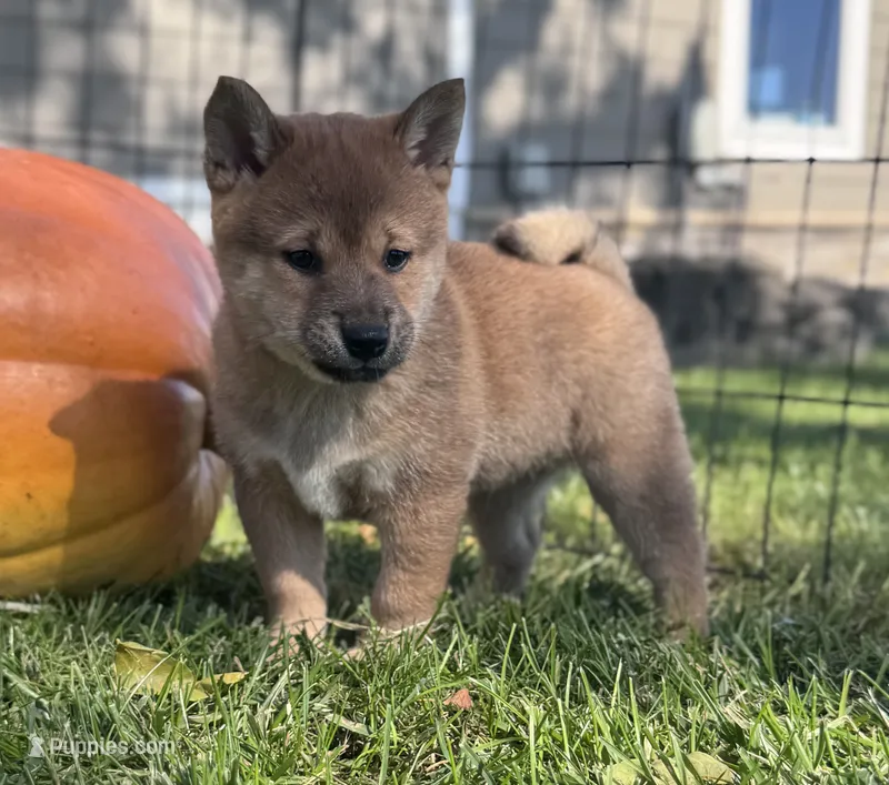 Grey – Shiba Inu puppy for sale in Sioux Falls, SD