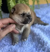 Norma, a female Shiba Inu for sale in Sioux Falls, SD – 2 of 4