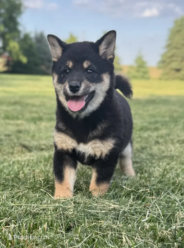 Candy – Shiba Inu puppy for sale in Sioux Falls, SD