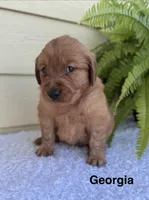 Georgia, a female Golden Retriever for sale in Sioux Falls, SD – 3 of 3