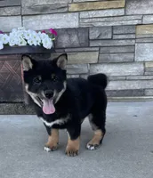 Prince, a male Shiba Inu for sale in Sioux Falls, SD – 6 of 7