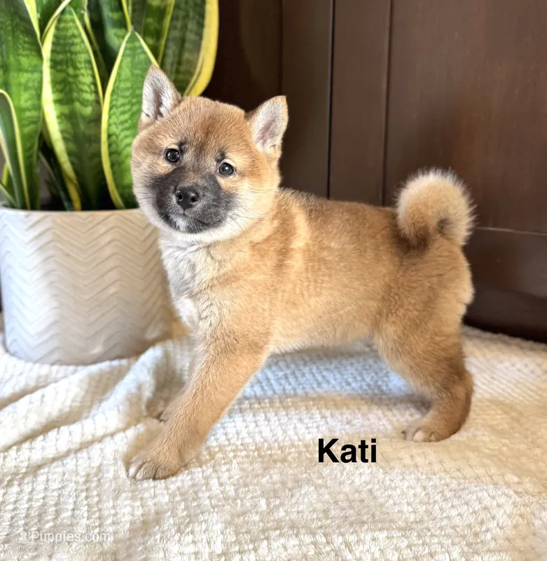 Kati