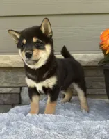 Cooky, a female Shiba Inu for sale in Sioux Falls, SD – 1 of 6
