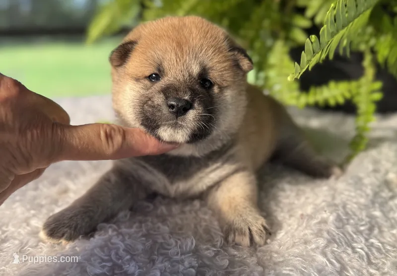 Niko – Shiba Inu puppy for sale in Sioux Falls, SD
