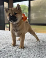 Tizzy, a female Shiba Inu for sale in Sioux Falls, SD – 2 of 5