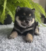 Jester, a male Shiba Inu for sale in Sioux Falls, SD – 2 of 4