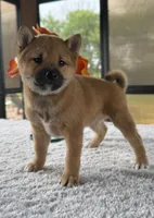 Tizzy, a female Shiba Inu for sale in Sioux Falls, SD – 3 of 5