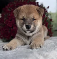 Gavin, a male Shiba Inu for sale in Sioux Falls, SD – 2 of 3