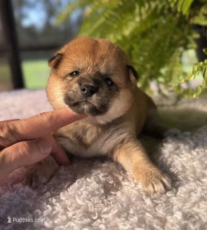 Norma – Shiba Inu puppy for sale in Sioux Falls, SD