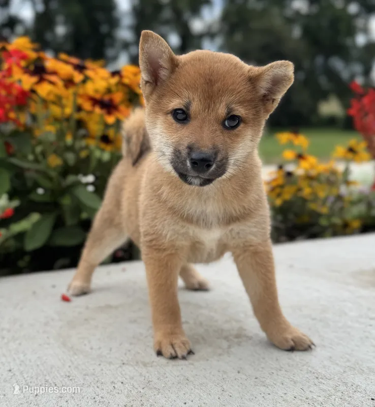 Dotti – Shiba Inu puppy for sale in Sioux Falls, SD
