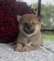 Grey, a male Shiba Inu for sale in Sioux Falls, SD – 3 of 4