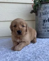 Jett, a male Golden Retriever for sale in Sioux Falls, SD – 2 of 6