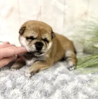 processed/b625482a-8490-45a1-b20a-6b9b12032185/listing/7a0b6de0-a9dc-4c61-9bed-2d6e22136e30/798f06c4-9f93-4e75-a50f-2ce367bc65c0