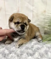 processed/b625482a-8490-45a1-b20a-6b9b12032185/listing/7a0b6de0-a9dc-4c61-9bed-2d6e22136e30/a6621715-b1d9-4a5c-964d-a9a081e895aa