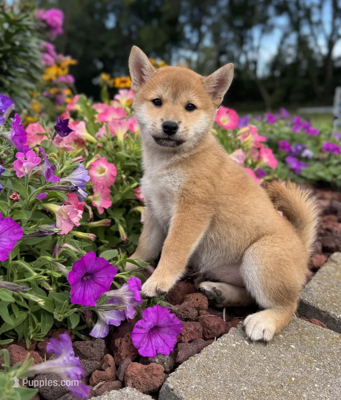 Dolly – Shiba Inu puppy for sale in Sioux Falls, SD
