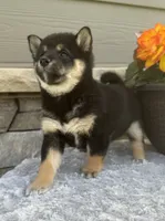Candy, a female Shiba Inu for sale in Sioux Falls, SD – 3 of 5
