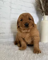 Sunny, a female Golden Retriever for sale in Sioux Falls, SD – Photo 2 of 5