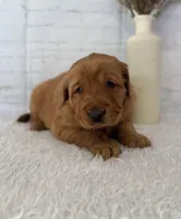 Sunny, a female Golden Retriever for sale in Sioux Falls, SD – Photo 3 of 5