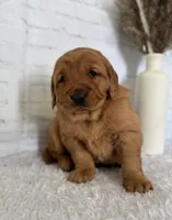 Sunny, a female Golden Retriever for sale in Sioux Falls, SD – Photo 1 of 5