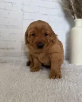 Sunny, a female Golden Retriever for sale in Sioux Falls, SD – Photo 5 of 5