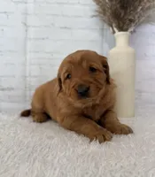 Sunny, a female Golden Retriever for sale in Sioux Falls, SD – Photo 4 of 5