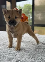 Tizzy, a female Shiba Inu for sale in Sioux Falls, SD – 5 of 5