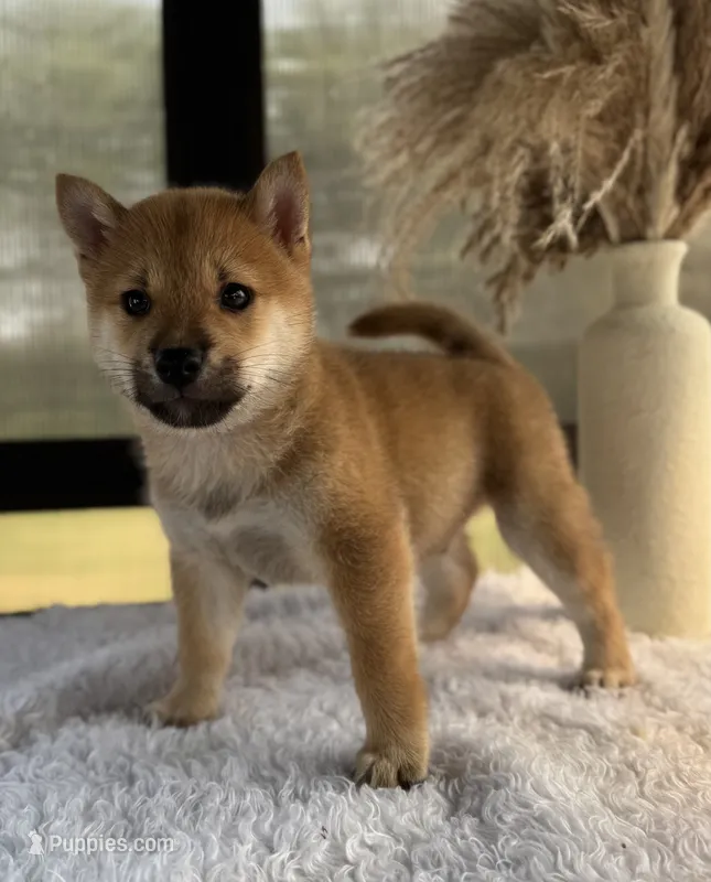 Durango – Shiba Inu puppy for sale in Sioux Falls, SD