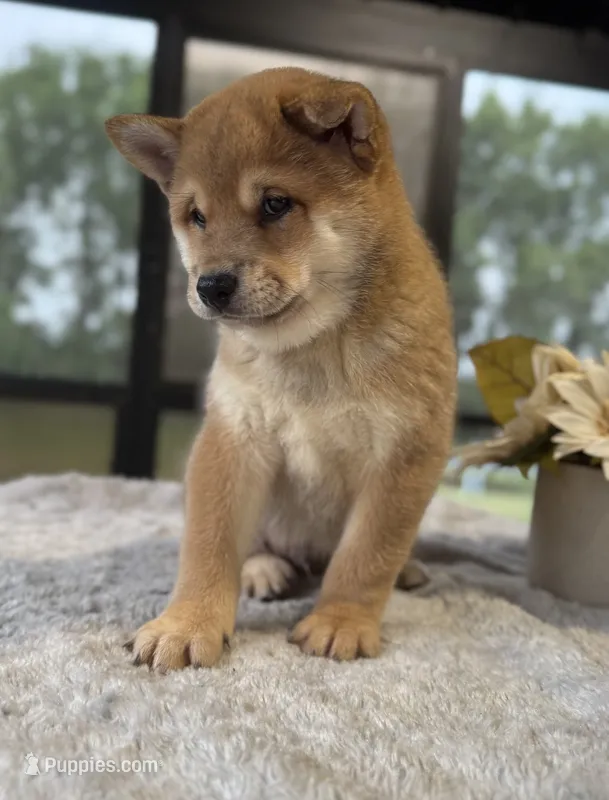 Levi – Shiba Inu puppy for sale in Sioux Falls, SD