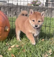 Norma, a female Shiba Inu for sale in Sioux Falls, SD – 3 of 3