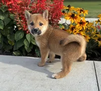 Diana, a female Shiba Inu for sale in Sioux Falls, SD – 3 of 5