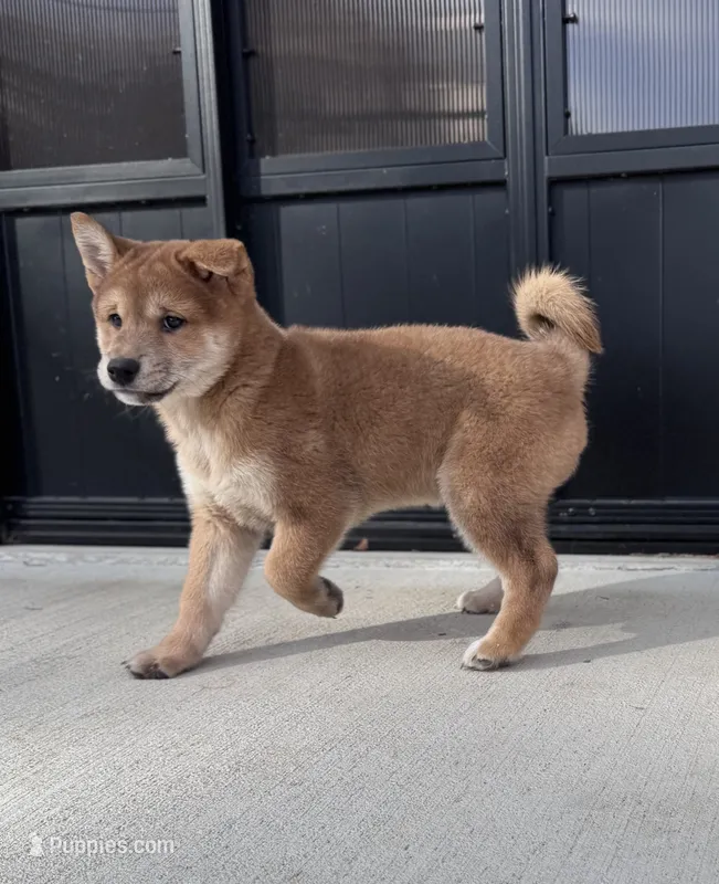 Gavin – Shiba Inu puppy for sale in Sioux Falls, SD