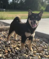 Candy, a female Shiba Inu for sale in Sioux Falls, SD – 6 of 6