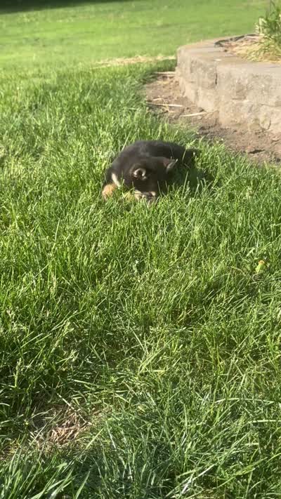 Crystal , a female Shiba Inu for sale in Sioux Falls, SD – 5 of 5