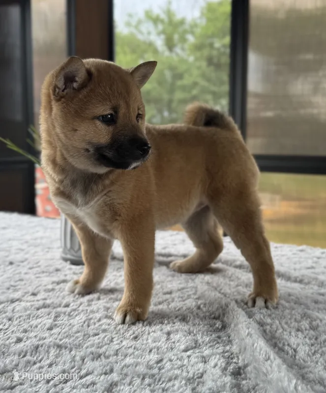 Twyla – Shiba Inu puppy for sale in Sioux Falls, SD