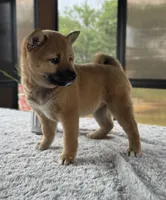 Twyla, a female Shiba Inu for sale in Sioux Falls, SD – 1 of 4