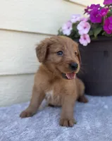 Jasper, a male Golden Retriever for sale in Sioux Falls, SD – 3 of 4