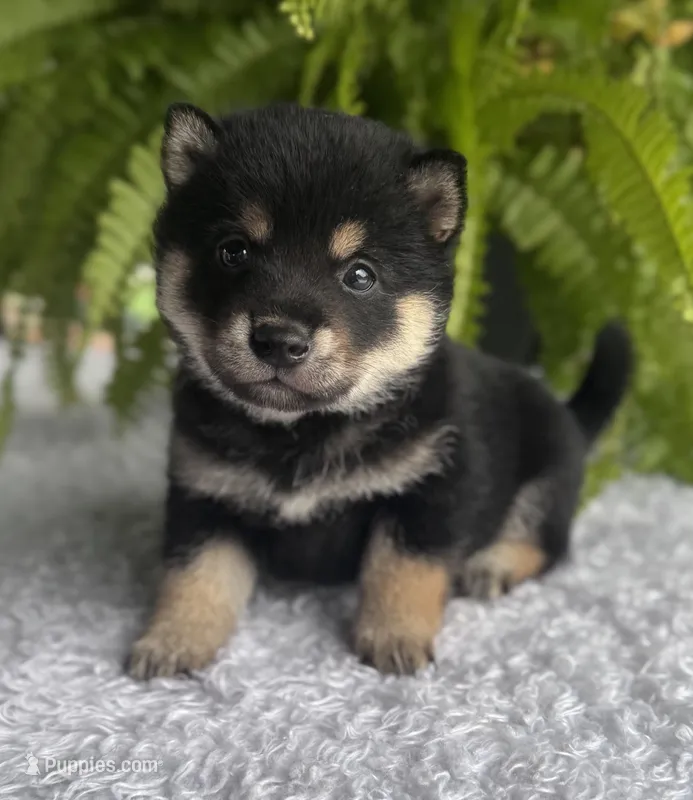 Jester – Shiba Inu puppy for sale in Sioux Falls, SD