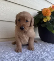 Joy, a female Golden Retriever for sale in Sioux Falls, SD – 4 of 6