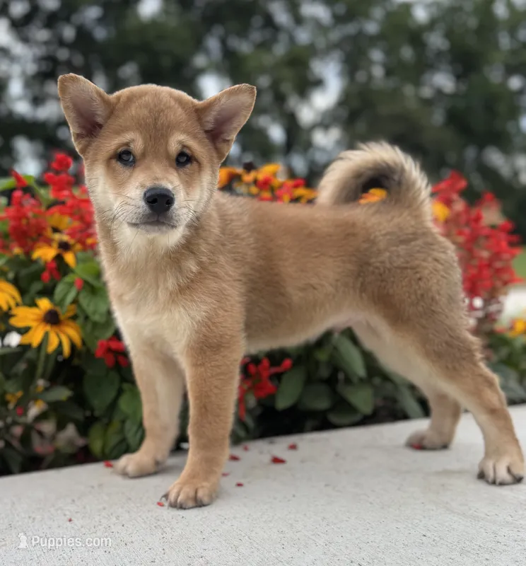 Levi – Shiba Inu puppy for sale in Sioux Falls, SD
