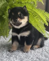 Jackson, a male Shiba Inu for sale in Sioux Falls, SD – 3 of 4