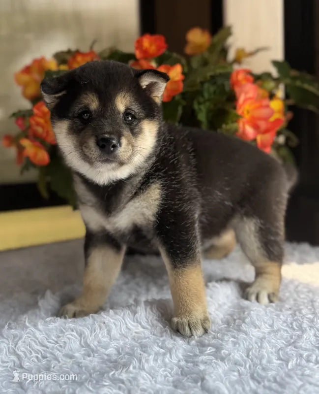 Josie – Shiba Inu puppy for sale in Sioux Falls, SD