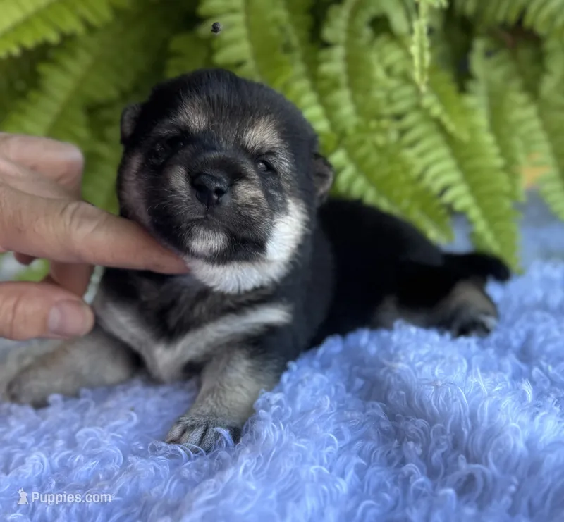 Nate – Shiba Inu puppy for sale in Sioux Falls, SD
