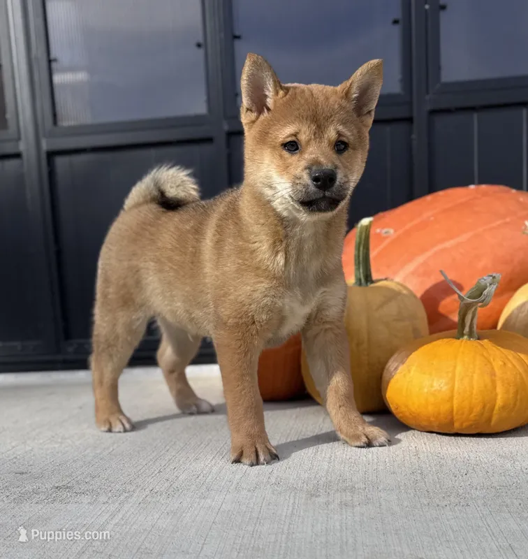 Grey – Shiba Inu puppy for sale in Sioux Falls, SD