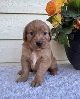 Jessie, a female Golden Retriever for sale in Sioux Falls, SD – 2 of 6