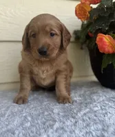Ace, a male Golden Retriever for sale in Sioux Falls, SD – 4 of 4